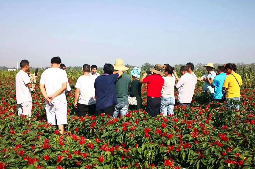 Haoguofeng has obvious effect on color change and yield increase in pepper