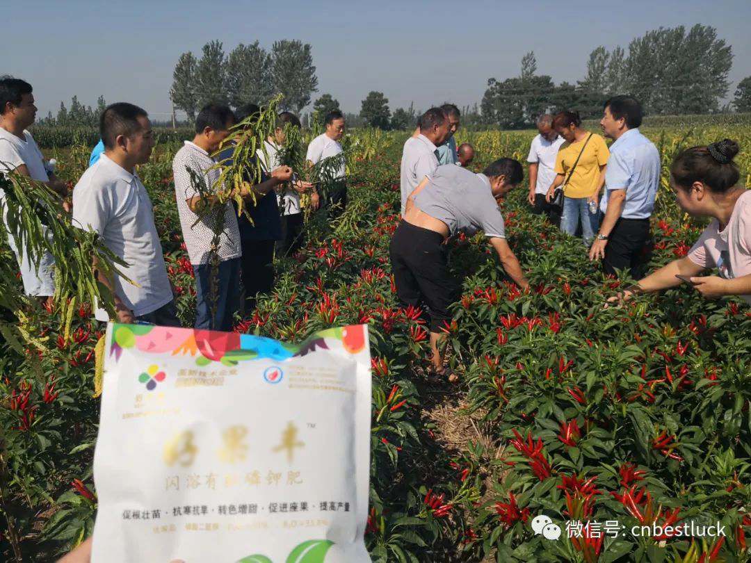 Haoguofeng has obvious effect on color change and yield increase in pepper