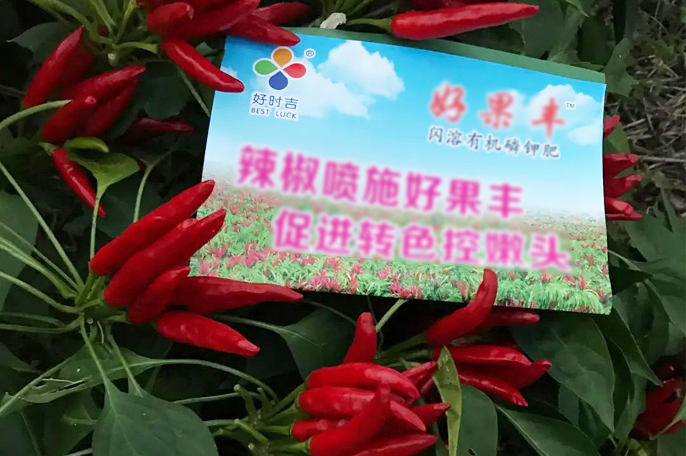 Haoguofeng has obvious effect on color change and yield increase in pepper