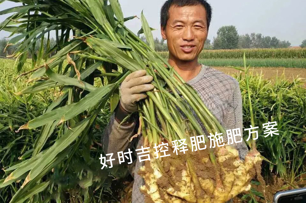 Jiang Nong is satisfied with the results! Hershey controlled release fertilizer