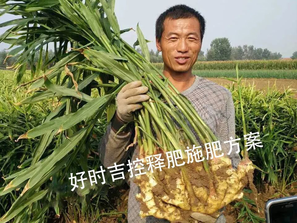 姜农满意，效果杠杠的！