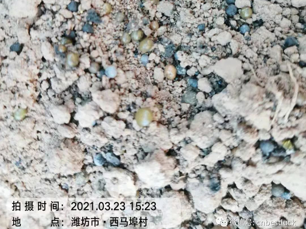 姜农满意，效果杠杠的！