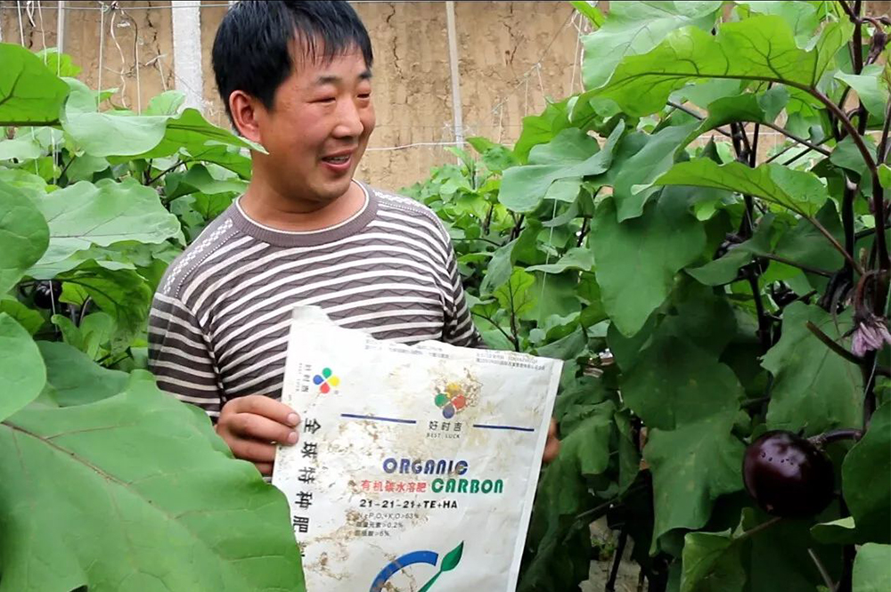 有机碳水溶肥使用效果