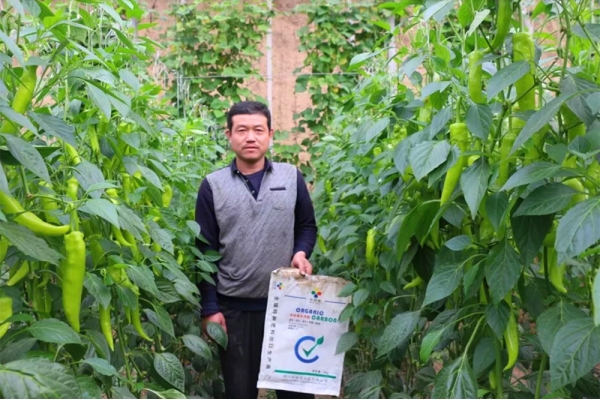 The shed is full of fruits! Good soil, good root and high yi